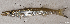  ( - T0302_001)  @11 [ ] CreativeCommons - Attribution Non-Commercial Share-Alike (2018) Henitsoa Jaonalison IH.SM, Toliara, Madagascar