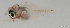  (Apogon erythrosoma - T0701_005)  @11 [ ] CreativeCommons - Attribution Non-Commercial Share-Alike (2018) Henitsoa Jaonalison IH.SM, Toliara, Madagascar