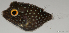  ( - T0801_014)  @11 [ ] CreativeCommons - Attribution Non-Commercial Share-Alike (2018) Henitsoa Jaonalison IH.SM, Toliara, Madagascar