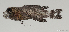  ( - T0801_024)  @11 [ ] CreativeCommons - Attribution Non-Commercial Share-Alike (2018) Henitsoa Jaonalison IH.SM, Toliara, Madagascar