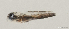  (Palutrus - T0802_001)  @11 [ ] CreativeCommons - Attribution Non-Commercial Share-Alike (2018) Henitsoa Jaonalison IH.SM, Toliara, Madagascar