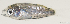  ( - T1203_016)  @11 [ ] CreativeCommons - Attribution Non-Commercial Share-Alike (2018) Henitsoa Jaonalison IH.SM, Toliara, Madagascar