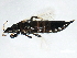  (Teuchothrips ater - CNC#HEM067759)  @14 [ ] CreativeCommons - Attribution (2010) CBG Photography Group Centre for Biodiversity Genomics