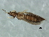  (Thrips setipennis - CNC#HEM067772)  @11 [ ] CreativeCommons - Attribution (2010) CBG Photography Group Centre for Biodiversity Genomics