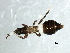  (Desmothrips - CNC#HEM067802)  @14 [ ] CreativeCommons - Attribution (2010) CBG Photography Group Centre for Biodiversity Genomics