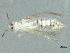  (Scirtothrips aurantii - CNC#HEM067812)  @13 [ ] CreativeCommons - Attribution (2010) CBG Photography Group Centre for Biodiversity Genomics