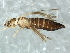  (Thrips parvispinus - CNC#HEM067819)  @14 [ ] CreativeCommons - Attribution (2010) CBG Photography Group Centre for Biodiversity Genomics