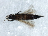  (Gynaikothrips australis - CNC#HEM067821)  @13 [ ] CreativeCommons - Attribution (2010) CBG Photography Group Centre for Biodiversity Genomics