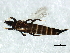  (Gynaikothrips ficorum - CNC#HEM067835)  @14 [ ] CreativeCommons - Attribution (2010) CBG Photography Group Centre for Biodiversity Genomics