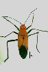  (Leptocoris augur - S PUP)  @13 [ ] CreativeCommons - Attribution Non-Commercial Share-Alike (2012) Navpreet Kaur Sekhon Punjabi University Patiala