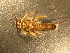  ( - RAM.DBC.2009.035)  @13 [ ] CreativeCommons - Attribution (2010) Unspecified Centre for Biodiversity Genomics