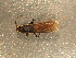  (Pteronarcella badia - RAM.DBC.2009.052)  @14 [ ] CreativeCommons - Attribution (2010) Unspecified Centre for Biodiversity Genomics