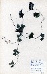  ( - TM003)  @11 [ ] No Rights Reserved  Unspecified Unspecified