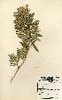  (Rhynchosia sp. 20 - TM035)  @11 [ ] No Rights Reserved  Unspecified Unspecified