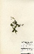  (Rhynchosia sp. 21 - TM036)  @11 [ ] No Rights Reserved  Unspecified Unspecified