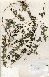  (Rhynchosia sp. 24 - TM039)  @11 [ ] No Rights Reserved  Unspecified Unspecified