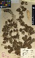  ( - TM095)  @11 [ ] No Rights Reserved  Unspecified Unspecified