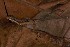  (Anolis chrysolepis - AF5949)  @11 [ ] Unspecified (default): All Rights Reserved  Unspecified Unspecified