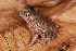  (Rhinella martyi - AF5962)  @11 [ ] Unspecified (default): All Rights Reserved  Unspecified Unspecified