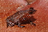  (Rhinella lescurei - AF5971)  @11 [ ] Unspecified (default): All Rights Reserved  Unspecified Unspecified