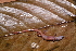  (Arthrosaura reticulata - AF5983)  @11 [ ] Unspecified (default): All Rights Reserved  Unspecified Unspecified