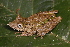  (Scinax proboscideus - AF6000)  @11 [ ] Unspecified (default): All Rights Reserved  Unspecified Unspecified