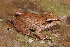  (Pristimantis koehleri - AF6021)  @11 [ ] Unspecified (default): All Rights Reserved  Unspecified Unspecified