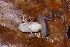  (Allobates sumtuosus - AF6056)  @11 [ ] Unspecified (default): All Rights Reserved  Unspecified Unspecified