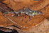  (Pristimantis grandoculis - AF6094)  @11 [ ] Unspecified (default): All Rights Reserved  Unspecified Unspecified