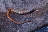  (Arthrosaura - AF6102)  @11 [ ] Unspecified (default): All Rights Reserved  Unspecified Unspecified
