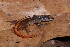  (Osteocephalus oophagus - AF6103)  @11 [ ] Unspecified (default): All Rights Reserved  Unspecified Unspecified