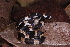 (Epictia tenella - AF6105)  @11 [ ] Unspecified (default): All Rights Reserved  Unspecified Unspecified