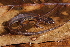  (Osteocephalus leprieurii - AF6113)  @11 [ ] Unspecified (default): All Rights Reserved  Unspecified Unspecified