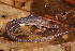  (Rhaebo guttatus - AF6116)  @11 [ ] Unspecified (default): All Rights Reserved  Unspecified Unspecified
