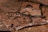  (Copeoglossum - AF6129)  @11 [ ] Unspecified (default): All Rights Reserved  Unspecified Unspecified