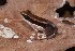  ( - AF6131)  @11 [ ] Unspecified (default): All Rights Reserved  Unspecified Unspecified