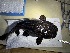  ( - FMNH153304.2)  @11 [ ] Unspecified (default): All Rights Reserved  Unspecified Unspecified