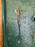 ( - FMNH153331)  @11 [ ] Unspecified (default): All Rights Reserved  Unspecified Unspecified