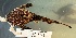  (Bunocephalus amaurus - FMNH152914)  @11 [ ] Unspecified (default): All Rights Reserved  Unspecified Unspecified