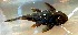  (Ancistrus lithurgicus - FMNH152885)  @11 [ ] Unspecified (default): All Rights Reserved  Unspecified Unspecified