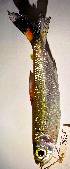  ( - FMNH152922)  @11 [ ] Unspecified (default): All Rights Reserved  Unspecified Unspecified