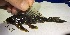 (Pseudancistrus barbatus - FMNH152959)  @11 [ ] Unspecified (default): All Rights Reserved  Unspecified Unspecified