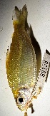  (Curimatella immaculata - FMNH152949.1)  @11 [ ] Unspecified (default): All Rights Reserved  Unspecified Unspecified