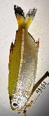  (Argonectes longiceps - FMNH152941.1)  @11 [ ] Unspecified (default): All Rights Reserved  Unspecified Unspecified