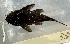  (Ancistrus nudiceps - FMNH152966)  @11 [ ] Unspecified (default): All Rights Reserved  Unspecified Unspecified
