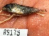  (Apistogramma ortmanni - FMNH152903)  @11 [ ] Unspecified (default): All Rights Reserved  Unspecified Unspecified