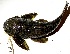  (Pseudancistrus nigrescens - FMNH152982)  @11 [ ] Unspecified (default): All Rights Reserved  Unspecified Unspecified