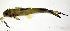  (Pimelodella cristata - FMNH152979)  @11 [ ] Unspecified (default): All Rights Reserved  Unspecified Unspecified