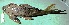 (Hypostomus taphorni - FMNH152981.2)  @11 [ ] Unspecified (default): All Rights Reserved  Unspecified Unspecified