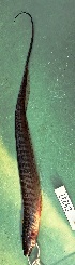  (Brachyhypopomus brevirostris - FMNH153032)  @11 [ ] Unspecified (default): All Rights Reserved  Unspecified Unspecified